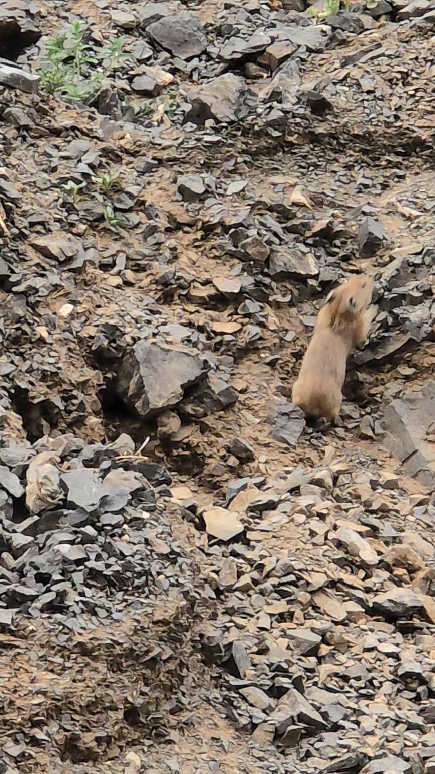 Wildlife among the rocks in Mongolia